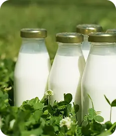 Single Vendor Dairy Office